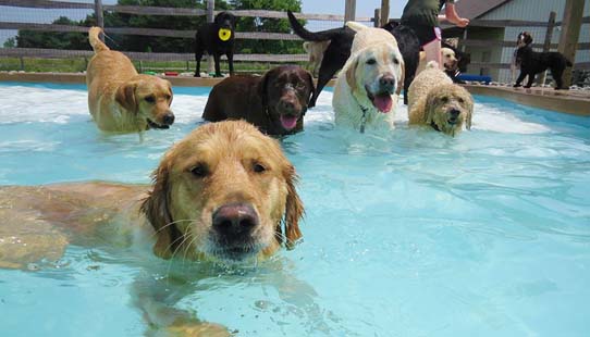 DOG POOL PHYSICAL HEALTH & EXERCISE