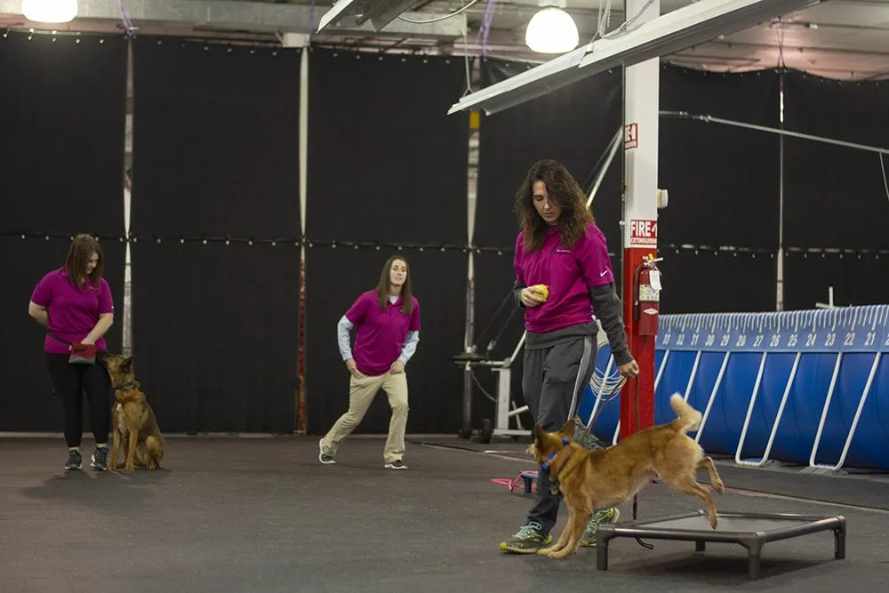 DOG SPORTS TRAINING IN MISSION HILLS