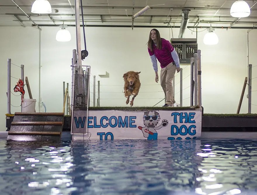 Dog Sports Training Dock Diving in Lenexa