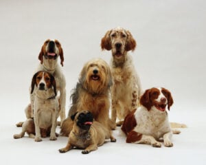 Dogs of all ages