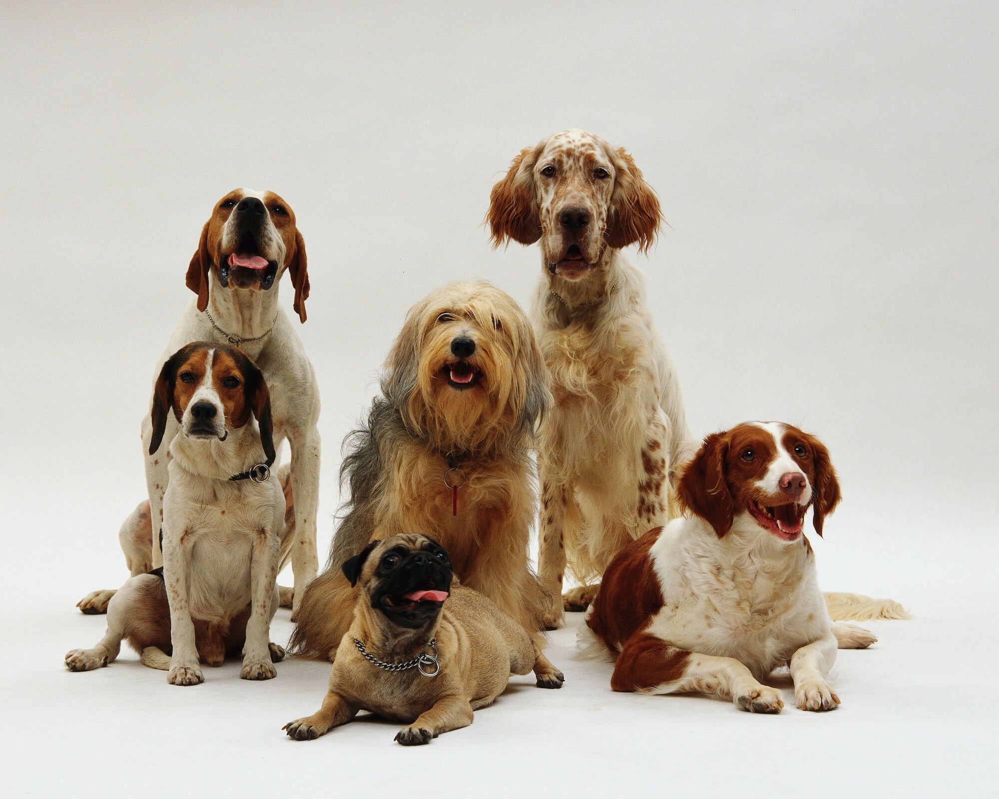 Dogs of all ages